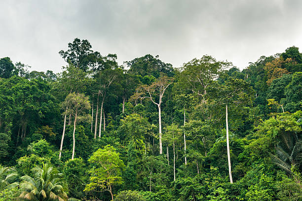 Jungle/floresta, em um dia nublado - foto de acervo