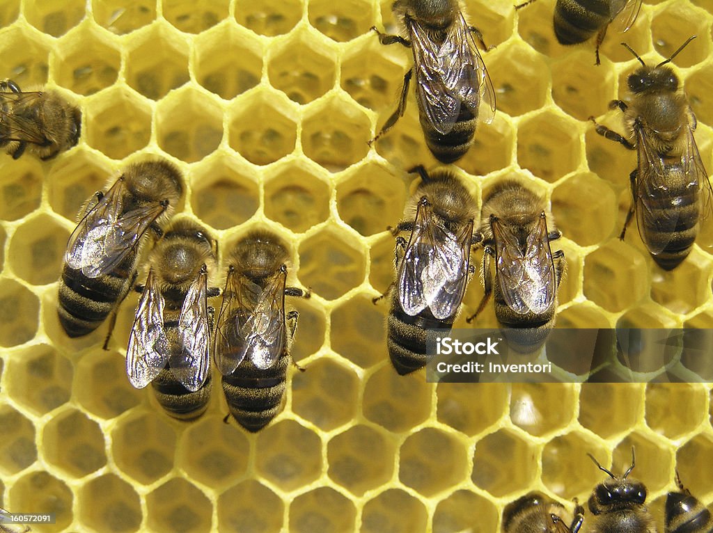 ビーズ構築 honeycombs - 思索にふけるのロイヤリティフリーストックフォト