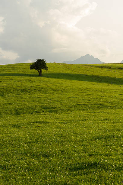 istock green field with tree mountain peak in the back 160572400