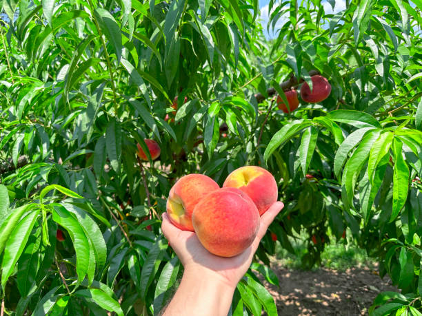 Handful of organic peaches