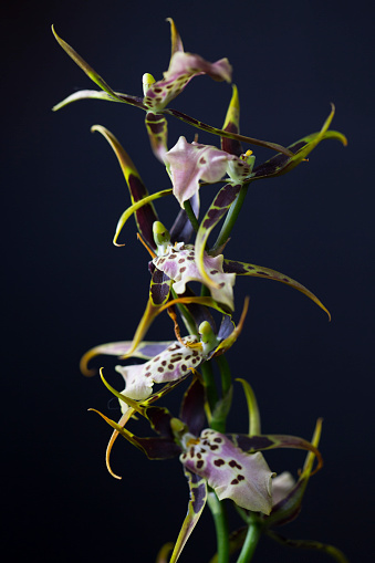 houseplant, studio light