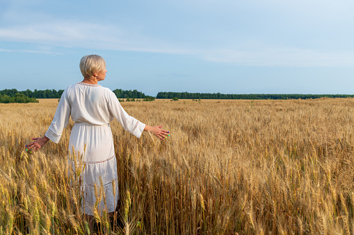 Rear view of blond short haired plus size caucasian woman in white dress walking on agricultural field and touching ripe ears of wheat in a sunny summer day. Golden hour. Copy space. New harvest theme