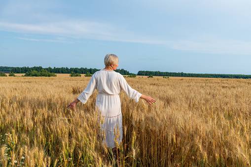 Rear view of blond short haired plus size caucasian woman in white dress walking on agricultural field and touching ripe ears of wheat in a sunny summer day. Golden hour. New harvest theme.