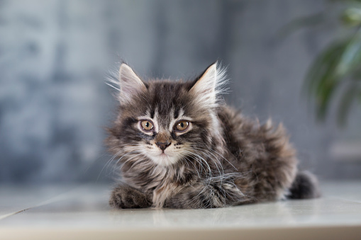 Amazing cat, funny cute on domestic interior.  striped color, Kurilian Bobtail