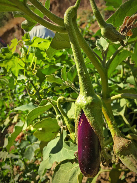 istock Ripe eggplants growing in the vegetable garden 1605732250