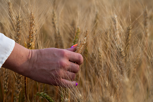 Close-up view of female hand with rainbow colored nails holding ripe gold colored ear of wheat on agricultural field in a sunny summer day. Soft focus. Agribusiness theme.