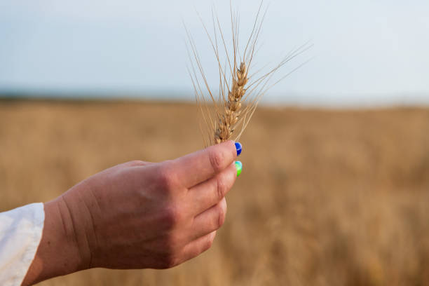 istock Woman holds ear of wheat 1605732889