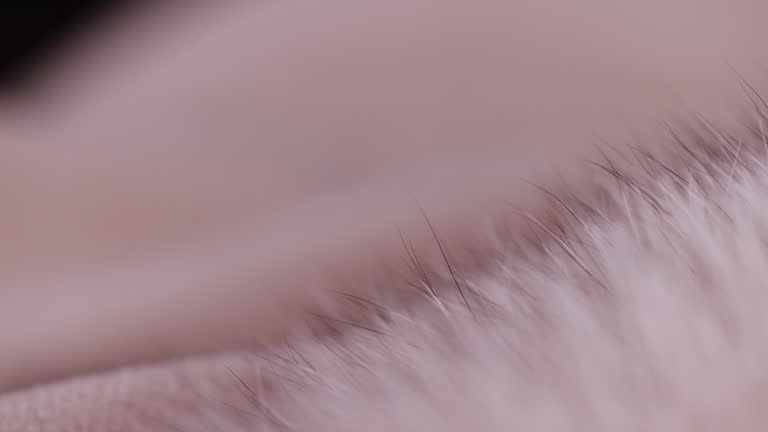 focus on a part of a fur coat made of natural white arctic fox fur