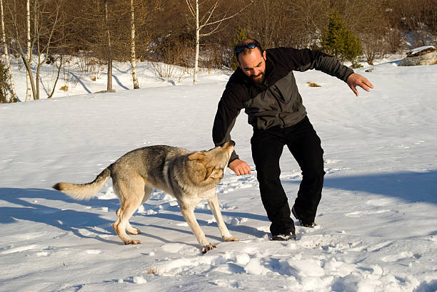 Attack dog Aggressive Czechoslovakian wolf dog in a training of attack dog aggression education friendship stock pictures, royalty-free photos & images