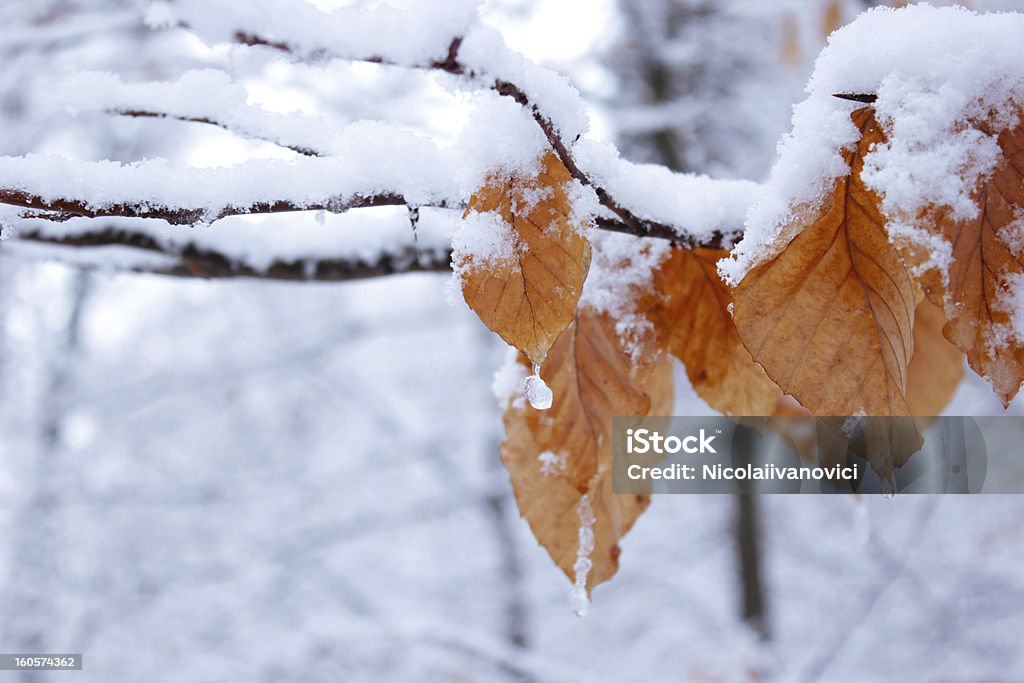 Congelados leafs - Royalty-free Ao Ar Livre Foto de stock