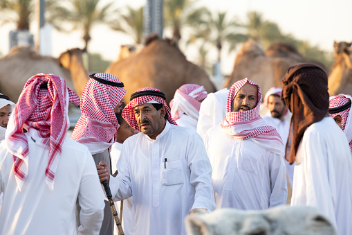 Buraydah, Saudi Arabia, 4th August 2023: soudi camels and men at a camel market