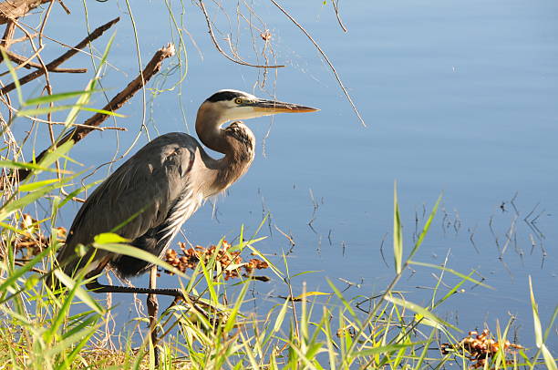 istock Beautiful Heron in Florida 160577092