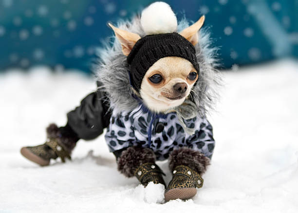 Cute Chihuahua Shoes Cute Chihuahua Shoes