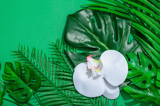 Summer vacation concept. Palm and monstera leaves, orchid flowers. Tropical green background, hard light, dark shadow, flat lay, top view