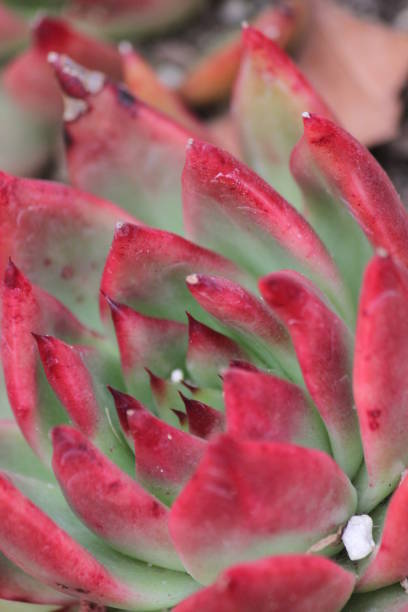 istock Cat's Claw Echeveria Succulent Plant 1605780699