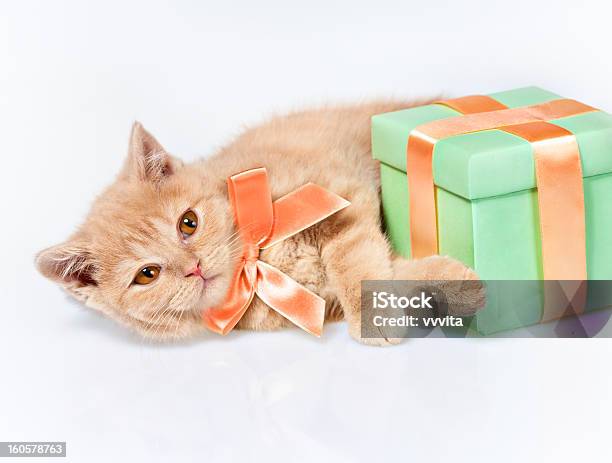 Foto de Pequeno Gatinho Deitado Perto Da Caixa e mais fotos de stock de Amarelo - Amarelo, Animal, Animal de estimação