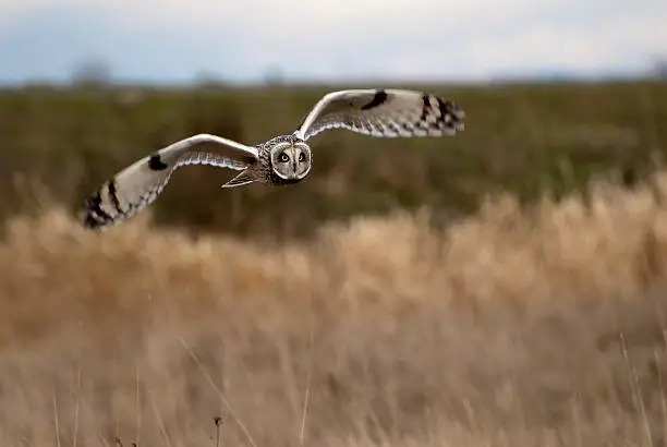 Photo of Short-eared Owl in flight