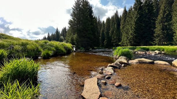 istock River in the middle of the forest 1605791732