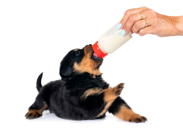 istock puppy rottweiler suckle a bottle 1605792544