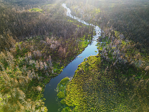 Marshlands pond and trees captured by drone from above. Green forest vegetation thriving around a natural lake with algae located in Morava river floodplain.