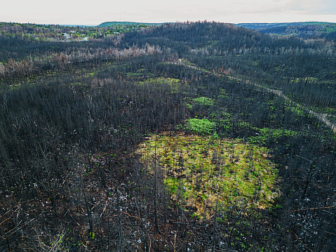 Looking down on patches of plant life recovering after a wildfire.