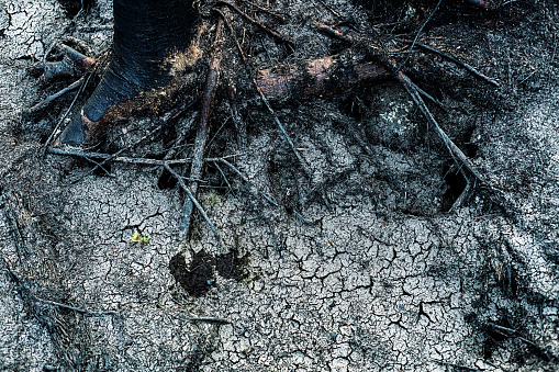 Forest floor that has gone through wildfire, flood & drying.