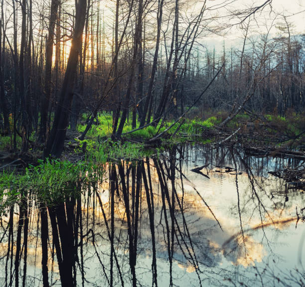 istock Wetland Recovers from Wildfire 1605792805