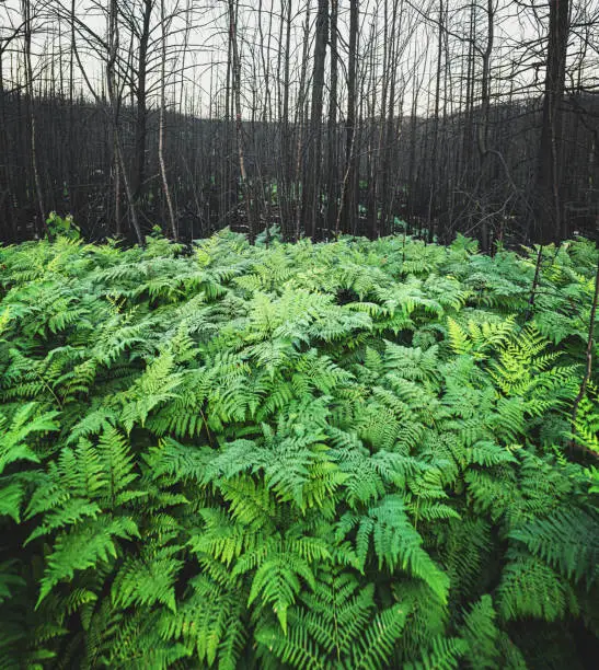 A carpet of green ferns return after a devastating wildfire.