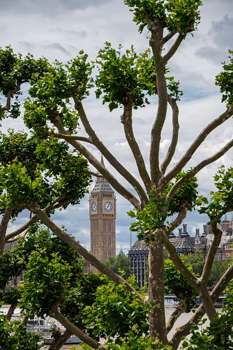 Tree halfly covered the view of London landmark Big Ben UK