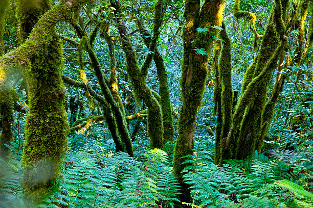 Bay leaf woods in he Anaga Mountains of Tenerife