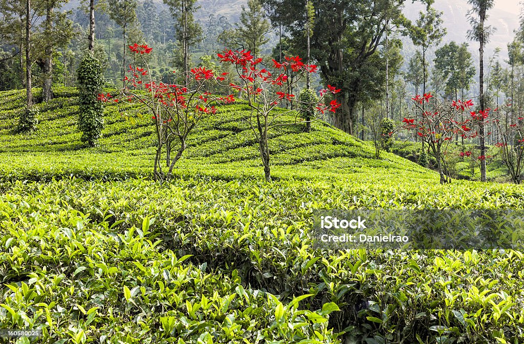 Teeplantage, Weihnachtsstern und Pfeffer Reben, Munnar, Kerala, Indien - Lizenzfrei Bundesstaat Kerala Stock-Foto