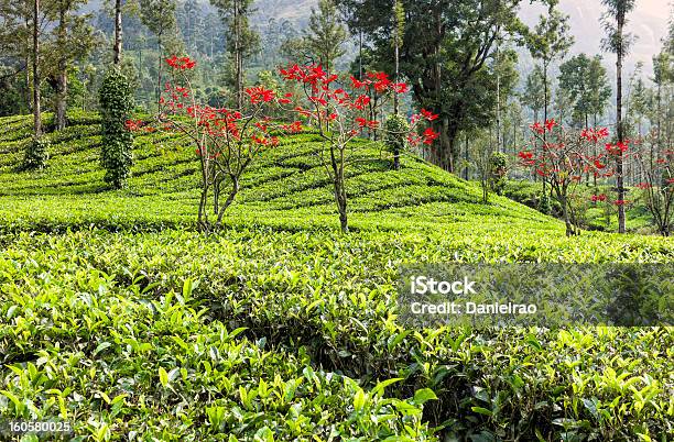 Teeplantage Weihnachtsstern Und Pfeffer Reben Munnar Kerala Indien Stockfoto und mehr Bilder von Bundesstaat Kerala