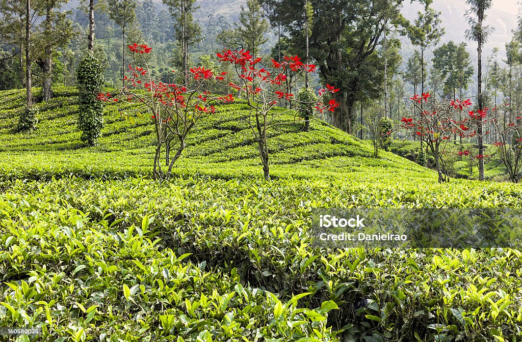 茶農園、ポインセチア、コショウつる、ムンナール、インドのケララ - ケララ州のロイヤリティフリーストックフォト