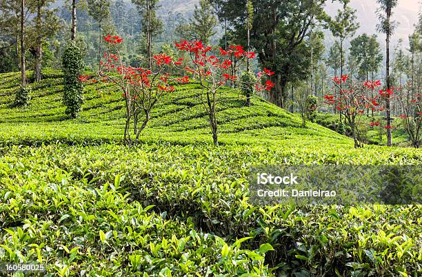 茶農園ポインセチアコショウつるムンナールインドのケララ - ケララ州のストックフォトや画像を多数ご用意 - ケララ州, かすみ, つる草