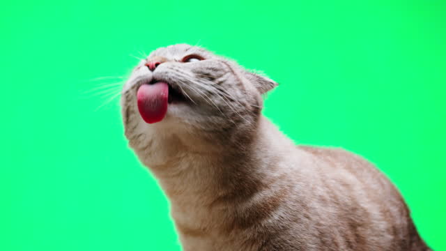 Cat on green background close-up, Scottish Fold portrait. Domestic animals. Grey kitten licking glass. Furry pedigreed pet. Little best friends concept.