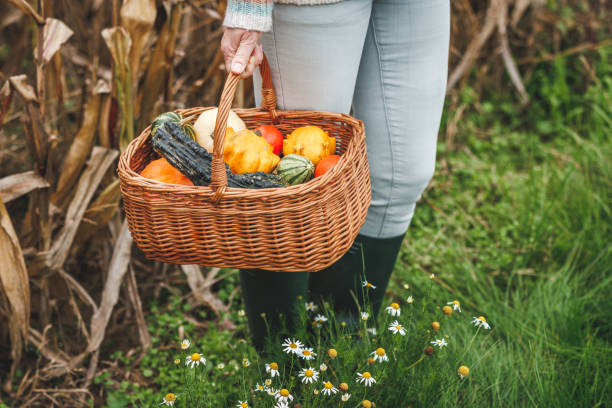 istock Woman holding decorative pumpkins in wicker basket 1605811973