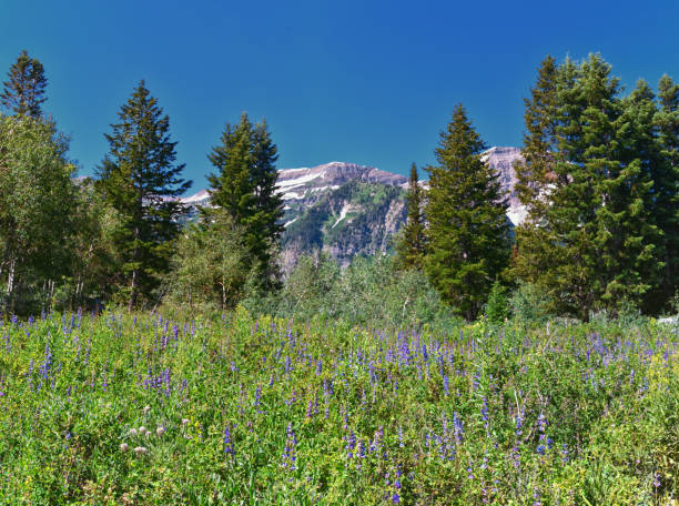 istock Timpanogos back Pine Hollow hiking views from trail Uinta Wasatch Cache National Forest, Rocky Mountains, Utah. United States. 1605814752