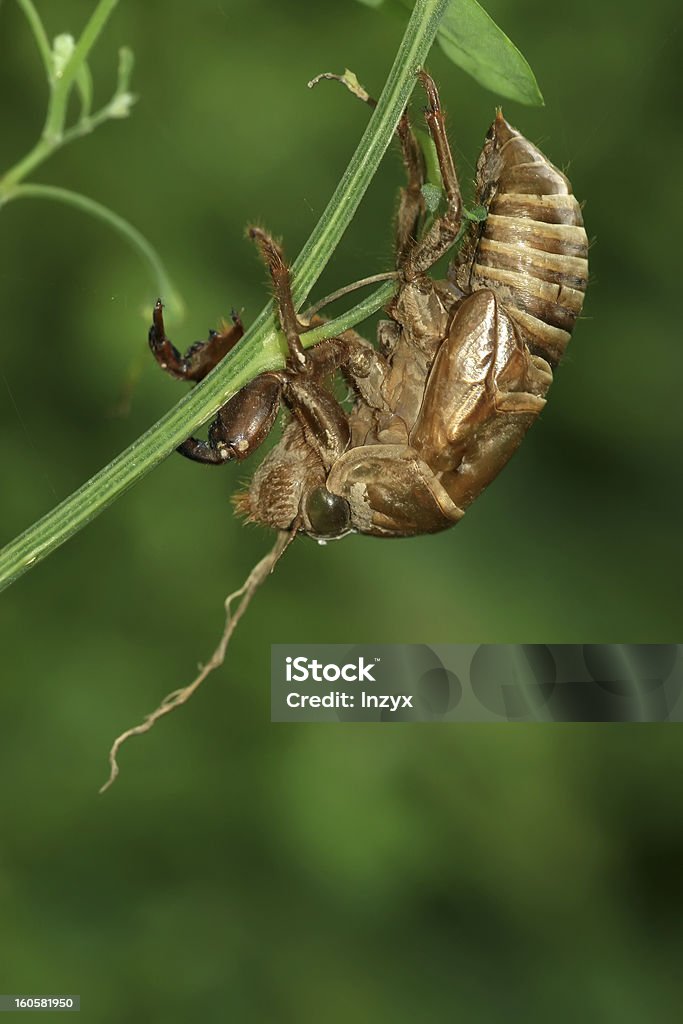 Insekten shell - Lizenzfrei Alternative Medizin Stock-Foto