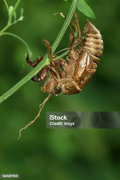 Insekten Shell Stockfoto und mehr Bilder von Alternative Medizin - Alternative Medizin, Bildhintergrund, Biologie