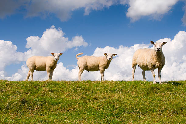 Ovelhas e cordeiros - fotografia de stock