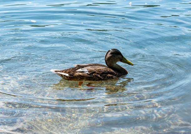 istock Duck at Plitvice Lakes National Park 1605823563
