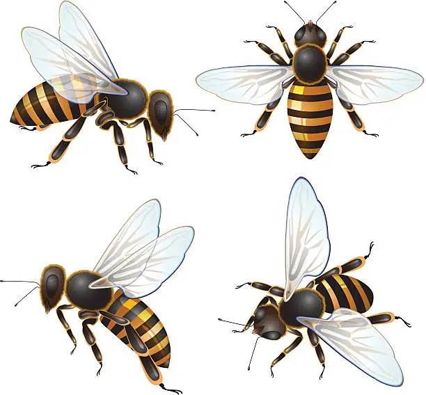 Vector illustration of Set of bee