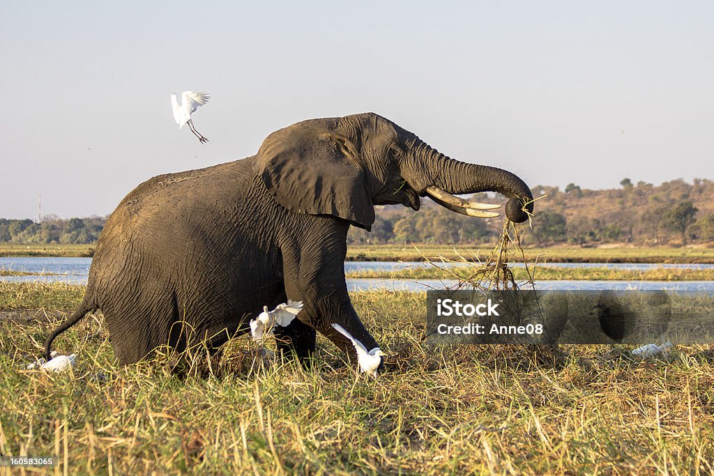 Old foraging elephant startles birds in Chobe, Botswana Startling white birds around him to take flight, this old and wrinkled elephant suddenly dislodged the grasses and roots he’d been shaking with his trunk while foraging in Chobe National Park, Botswana.  Vegetation is in the muted tones of the dry season and a thin silver-blue line behind the elephant is part of the Chobe river system. Africa Stock Photo