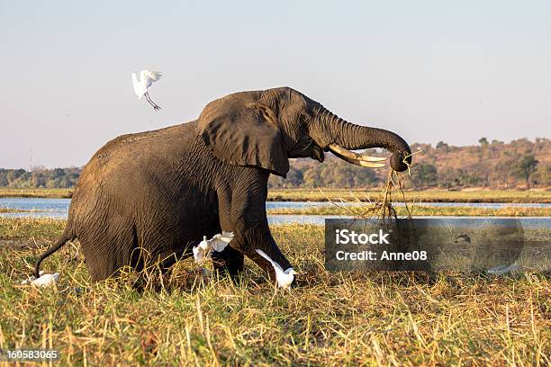 Old Foraging Elephant Startles Birds In Chobe Botswana Stock Photo - Download Image Now