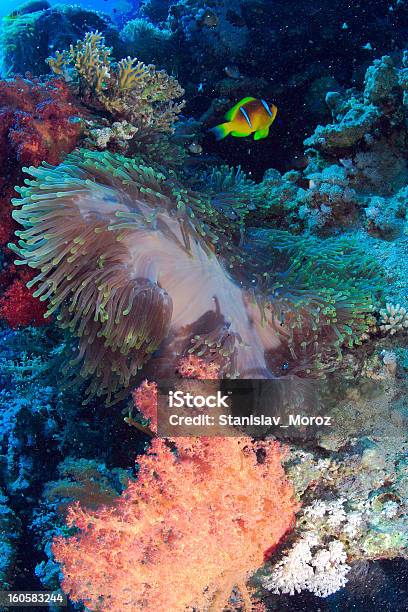 Foto de Mar Vermelho e mais fotos de stock de Animal selvagem - Animal selvagem, Anêmona - Cnidário, Atividade