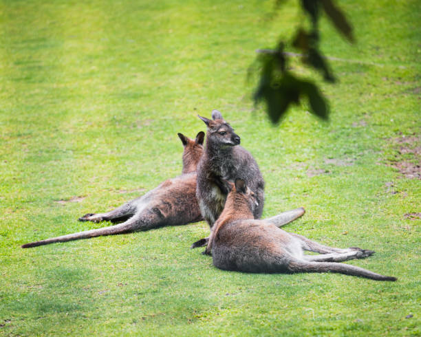 istock Kangaroos rest lying on the lawn 1605832541