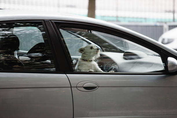 A white dog inside a car with a closed window barks at passers-by