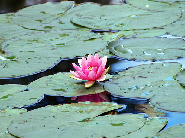 Water lily pond Water lily is blooming in the pond.  It was taken in Giverny, France. foundation claude monet photos stock pictures, royalty-free photos & images