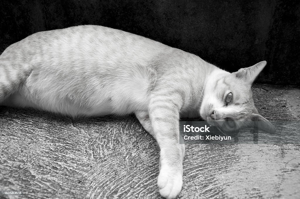 Беременность cat - Стоковые фото Азия роялти-фри