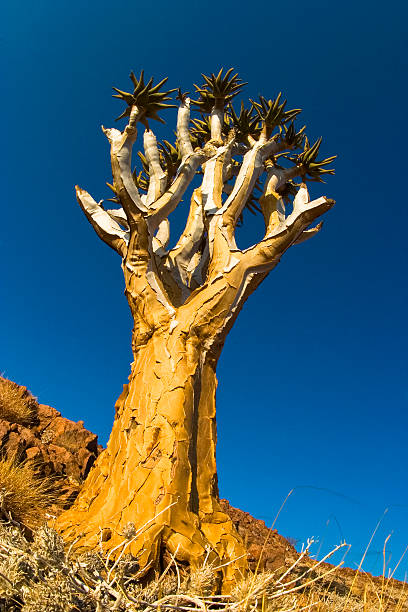 Quiver Tree Namib-Naukluft National Park, Namibia stock photo